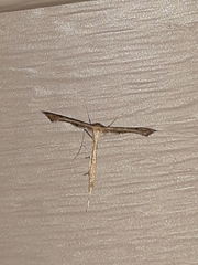 Stenoptilodes taprobanes