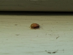 Demotina modesta