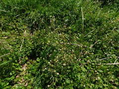 Ranunculus apiifolius