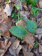 Plantago major