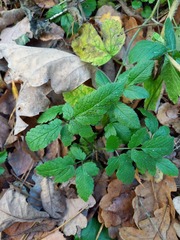 Chaerophyllum aromaticum