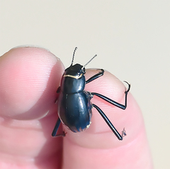 Onymacris unguicularis