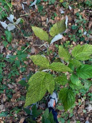 Rubus idaeus