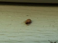 Demotina modesta