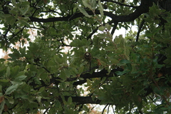 Quercus ithaburensis macrolepis