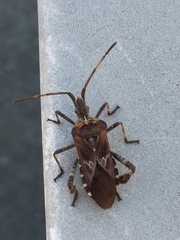 Leptoglossus occidentalis