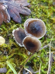 Mycenella bryophila