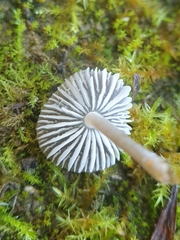 Mycenella bryophila