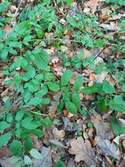 Chaerophyllum aromaticum