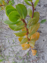 Scaevola plumieri