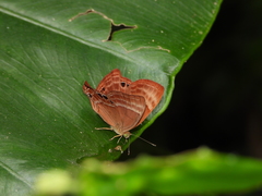 Abisara echerius