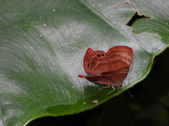 Abisara echerius
