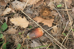 Quercus ithaburensis macrolepis