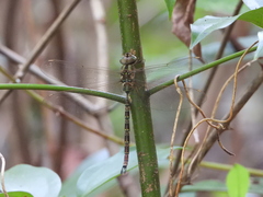 Gynacantha subinterrupta