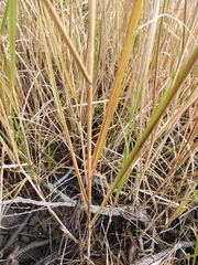 Spartina
