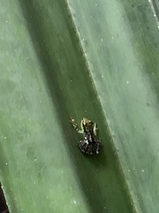 Guibemantis