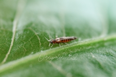 Thripoidea