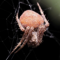 Neoscona subfusca
