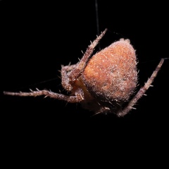 Neoscona subfusca