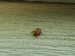 Demotina modesta