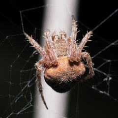 Neoscona subfusca