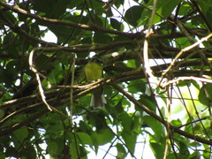 Pogonotriccus eximius