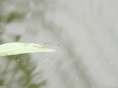 Pseudagrion rubriceps