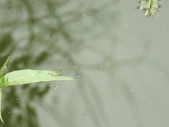 Pseudagrion rubriceps