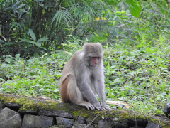 Macaca mulatta