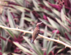 Anthracothorax mango