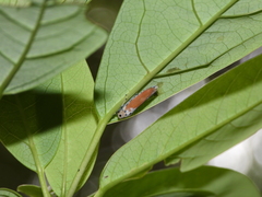 Bothrogonia ferruginea