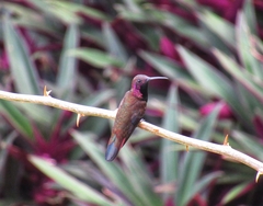 Anthracothorax mango