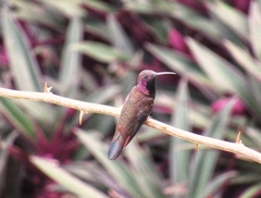 Anthracothorax mango