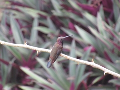 Anthracothorax mango