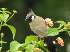 Pycnonotus leucogenys