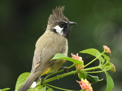 Pycnonotus leucogenys