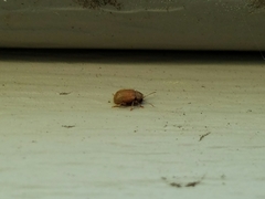 Demotina modesta