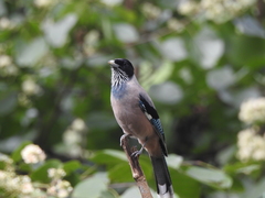 Garrulus lanceolatus