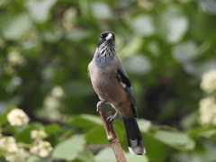 Garrulus lanceolatus
