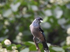 Garrulus lanceolatus