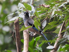 Garrulus lanceolatus