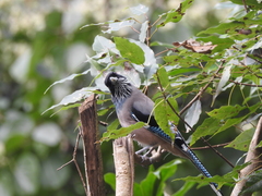 Garrulus lanceolatus