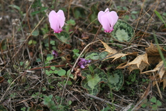 Cyclamen graecum graecum