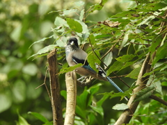 Garrulus lanceolatus