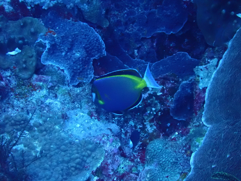 Japanese Surgeonfish