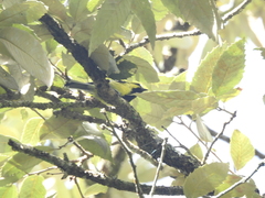 Machlolophus xanthogenys