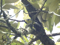 Machlolophus xanthogenys