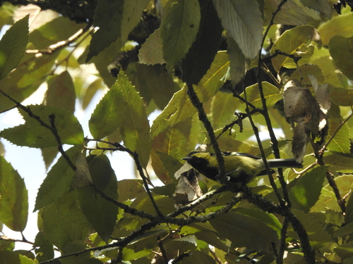 Himalayan Black-lored Tit (Machlolophus xanthogenys), photo 10