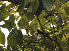 Machlolophus xanthogenys