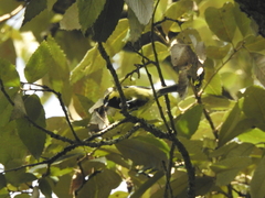 Machlolophus xanthogenys